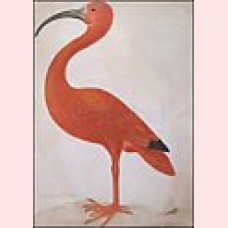 Scarlet ibis with an egg